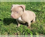 Small #2 American Bully