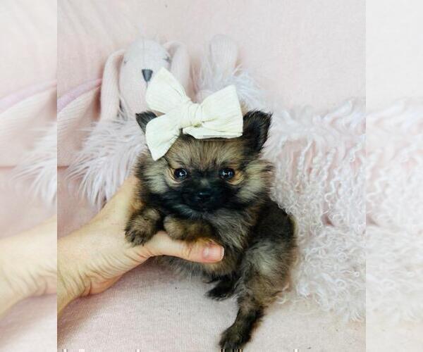 Medium Photo #10 Pomeranian Puppy For Sale in TAMPA, FL, USA