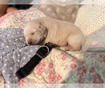Small #3 Labrador Retriever