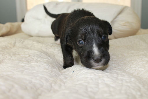Medium Photo #3 Labrenees Puppy For Sale in BRADLEY, SC, USA