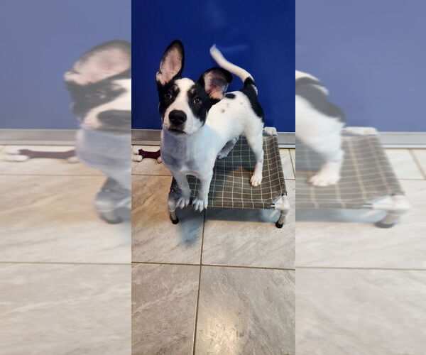Medium Photo #2 Huskies -Unknown Mix Puppy For Sale in Walnutport, PA, USA