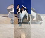 Small #1 Huskies  Mix