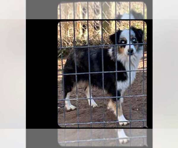 Medium Photo #1 Miniature Australian Shepherd Puppy For Sale in WOODLEAF, NC, USA