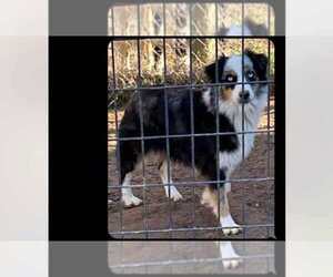 Mother of the Miniature Australian Shepherd puppies born on 04/25/2025