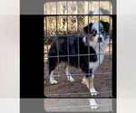 Small Photo #1 Miniature Australian Shepherd Puppy For Sale in WOODLEAF, NC, USA