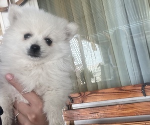 Pomeranian Puppy for sale in STRASBURG, CO, USA