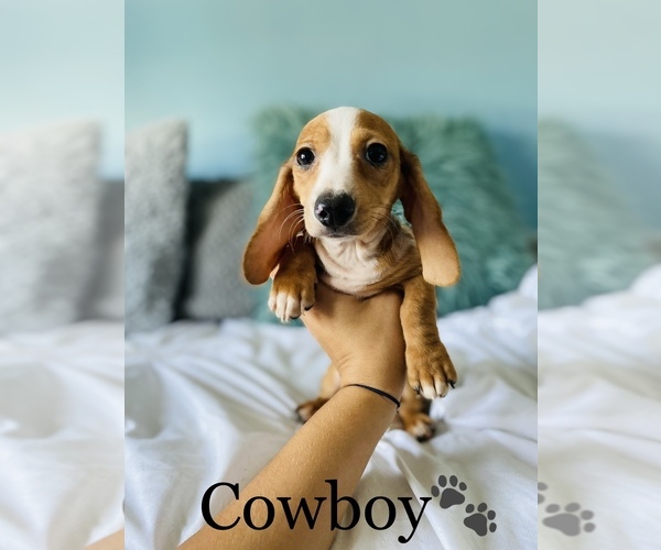 Medium Photo #8 Dachshund Puppy For Sale in COOKEVILLE, TN, USA