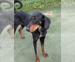 Small Black and Tan Coonhound-Doberman Pinscher Mix