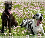 Small #8 Great Dane