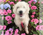 Small #2 Wheaten Terrier Mix