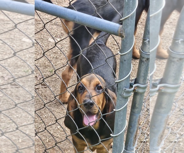 Medium Photo #3 Bloodhound Puppy For Sale in TOCCOA, GA, USA