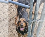 Small #2 Bloodhound