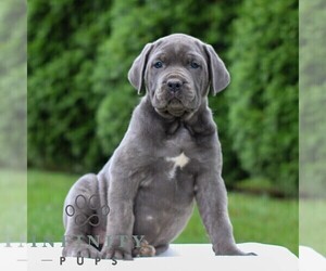 Cane Corso Puppy for sale in LANCASTER, PA, USA