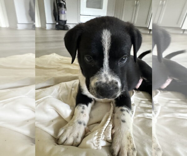 Medium Photo #1 Staffordshire Bull Terrier-Unknown Mix Puppy For Sale in The Woodlands, TX, USA