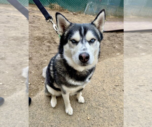 Medium Photo #18 Huskies -Unknown Mix Puppy For Sale in Brewster, NY, USA