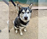 Small #17 Huskies  Mix