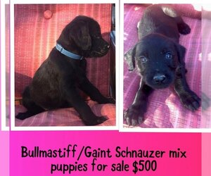 Bullmastiff-Schnauzer (Giant) Mix Puppy for sale in CROWLEY, LA, USA