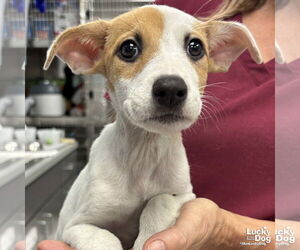 Mutt Dogs for adoption in Washington, DC, USA