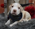 Small Photo #5 American Pit Bull Terrier Puppy For Sale in HONEY BROOK, PA, USA