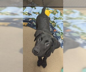 Labrador Retriever Dogs for adoption in Fort Wayne, IN, USA