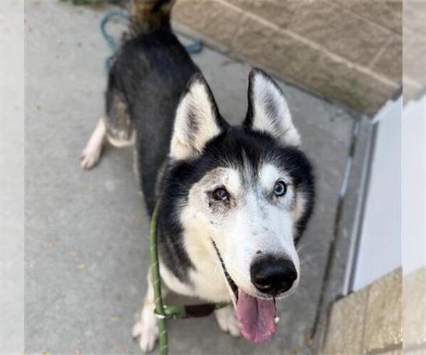 Medium Photo #2 Siberian Husky-Unknown Mix Puppy For Sale in Aurora, IL, USA
