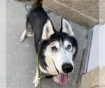 Small #1 Siberian Husky Mix