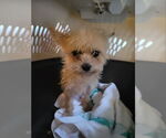 Small Chihuahua Mix