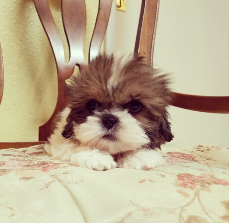 View Ad Shih Tzu Puppy for Sale, California, LOS ANGELES, USA