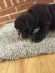 Small Photo #1 English Bulldog Puppy For Sale in CASTALIA, NC, USA