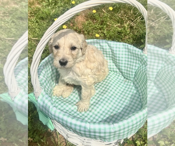 Medium Photo #1 Double Doodle Puppy For Sale in ROARING RIVER, NC, USA