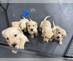 Small Photo #3 Labrador Retriever Puppy For Sale in MIAMI, FL, USA