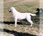 Small Photo #1 Labrador Retriever Puppy For Sale in BANNING, CA, USA