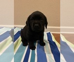 Small Photo #11 Labrador Retriever Puppy For Sale in LELAND, NC, USA