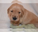 Small Photo #2 Golden Retriever Puppy For Sale in RICHMOND, TX, USA