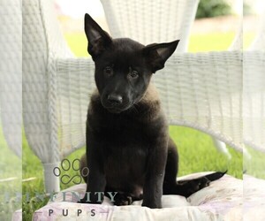 Belgian Malinois Puppy for sale in RONKS, PA, USA