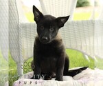 Small Belgian Malinois