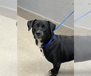 Basset Hound-Unknown Mix Dogs for adoption in Las Vegas, NV, USA