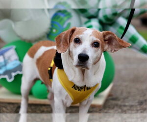 Bea - Female Beagle Dog for Adoption - Photo #3
