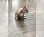 Small Photo #8 French Bulldog Puppy For Sale in DOWNEY, CA, USA