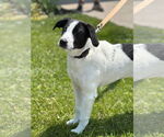 Small #1 Border Collie Mix