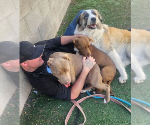 Medium Photo #4 Great Pyrenees-Unknown Mix Puppy For Sale in Lakewood, CO, USA