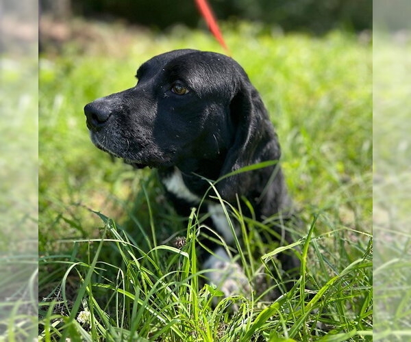 Medium Photo #4 Bagle Hound Puppy For Sale in Wetumpka, AL, USA