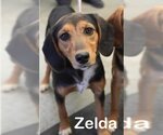 Small Photo #1 Beagle-Unknown Mix Puppy For Sale in Bridgewater, NJ, USA