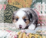 Small Photo #15 Miniature Australian Shepherd Puppy For Sale in HARRISON, OH, USA