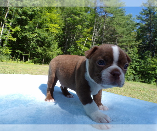 Medium Photo #3 Boston Terrier Puppy For Sale in MONROE, NH, USA