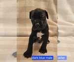 Puppy Puppy 2 Cane Corso