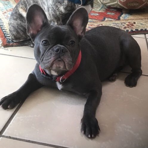 Medium Photo #1 French Bulldog Puppy For Sale in METAIRIE, LA, USA