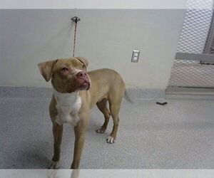 American Pit Bull Terrier Dogs for adoption in Pasadena, TX, USA