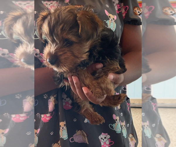 Medium Photo #1 Yorkshire Terrier Puppy For Sale in ELLENWOOD, GA, USA