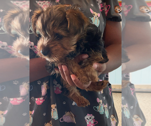 Yorkshire Terrier Puppy for sale in ELLENWOOD, GA, USA